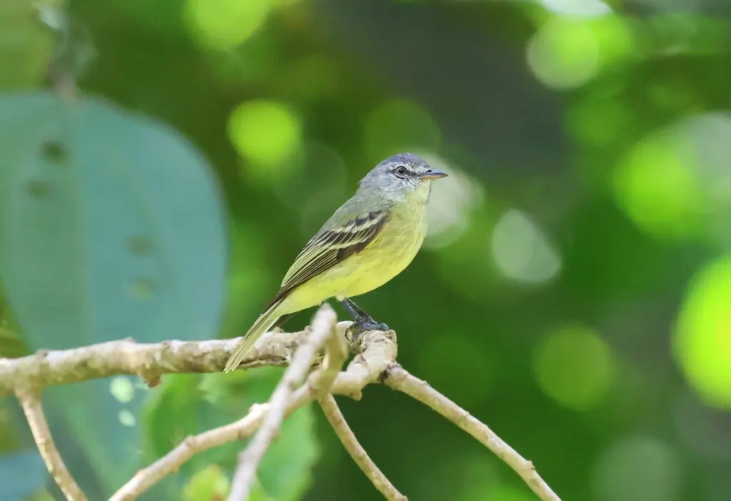 白额小霸鹟(Acrochordopus zeledoni)
