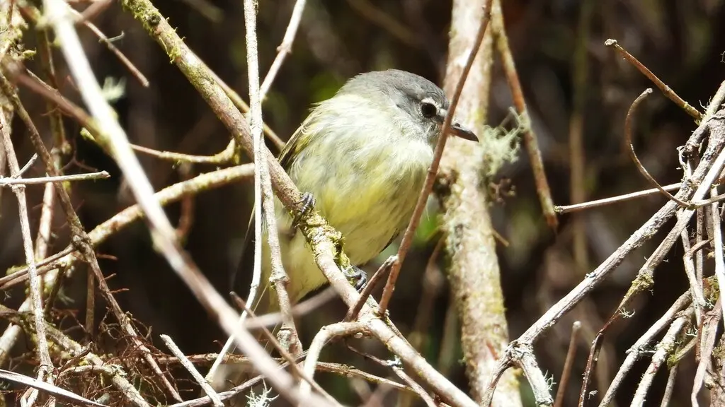 白额小霸鹟(Acrochordopus zeledoni)