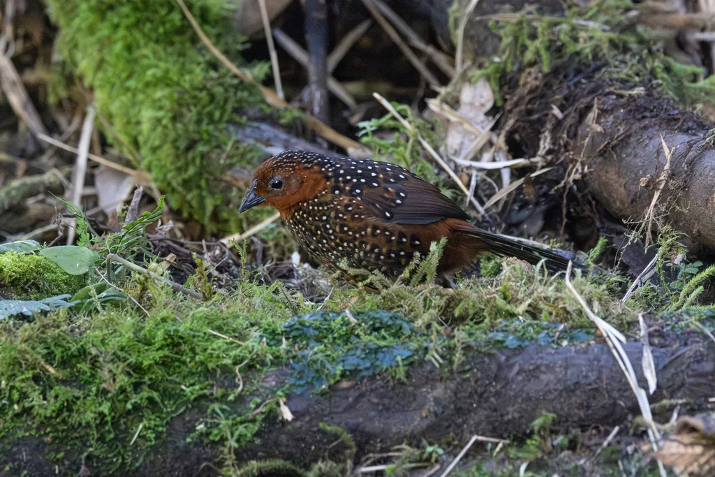 眼斑窜鸟(Acropternis orthonyx)