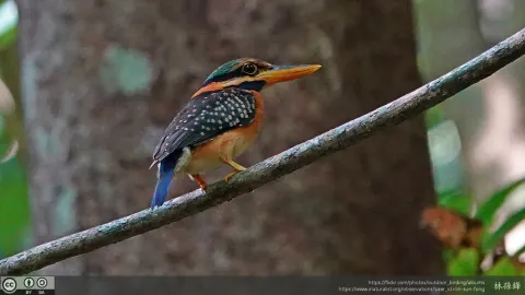 栗领翡翠