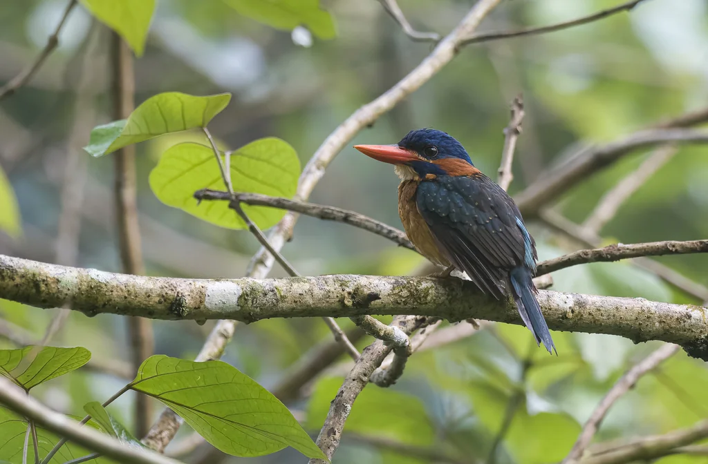 蓝顶翡翠（Actenoides hombroni）