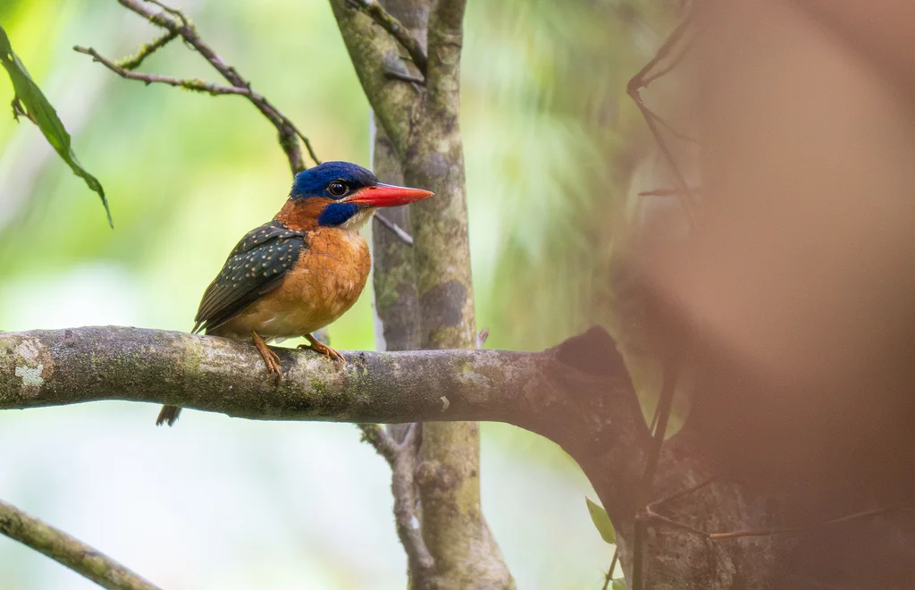 蓝顶翡翠（Actenoides hombroni）