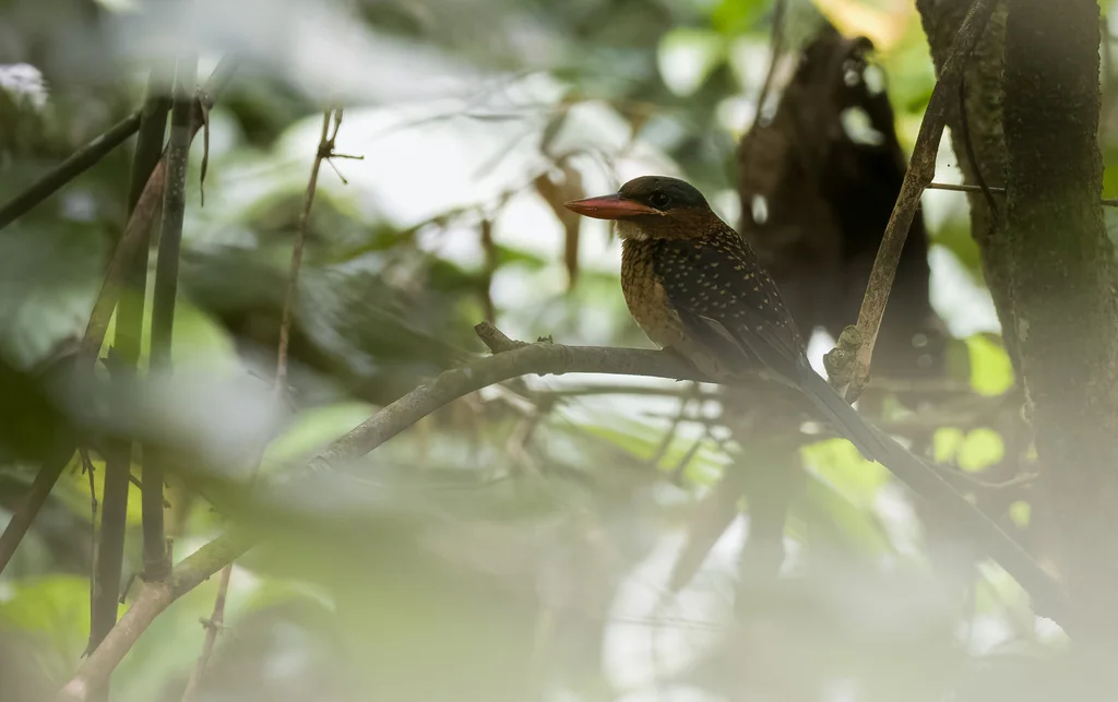 蓝顶翡翠（Actenoides hombroni）