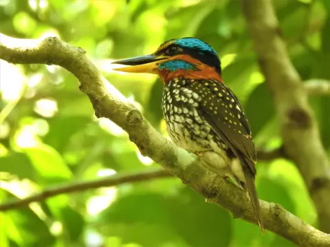斑林翡翠