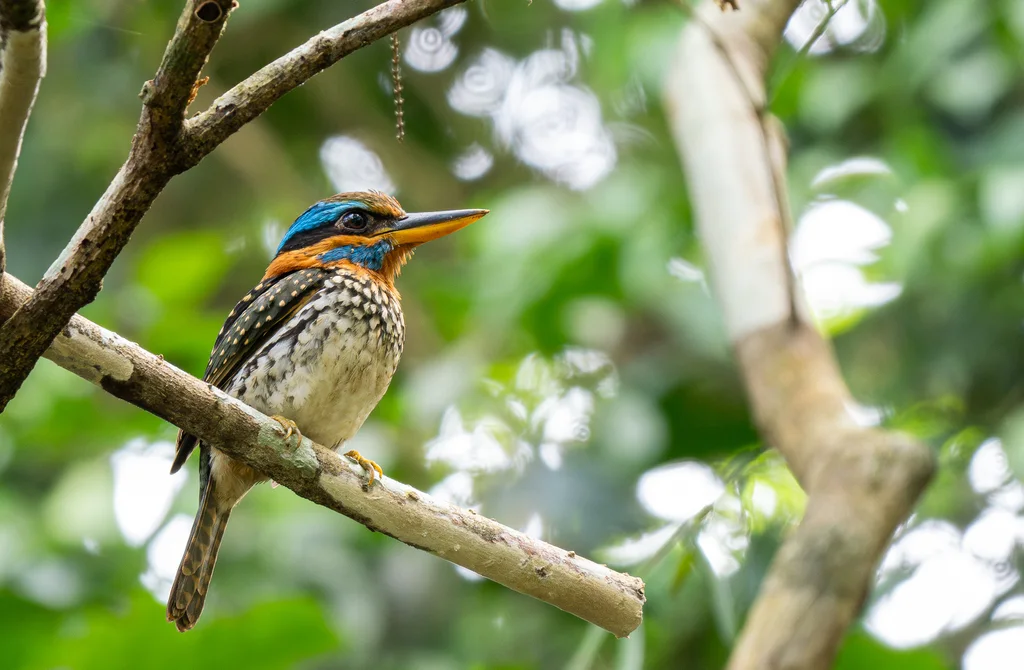 斑林翡翠(Actenoides lindsayi)