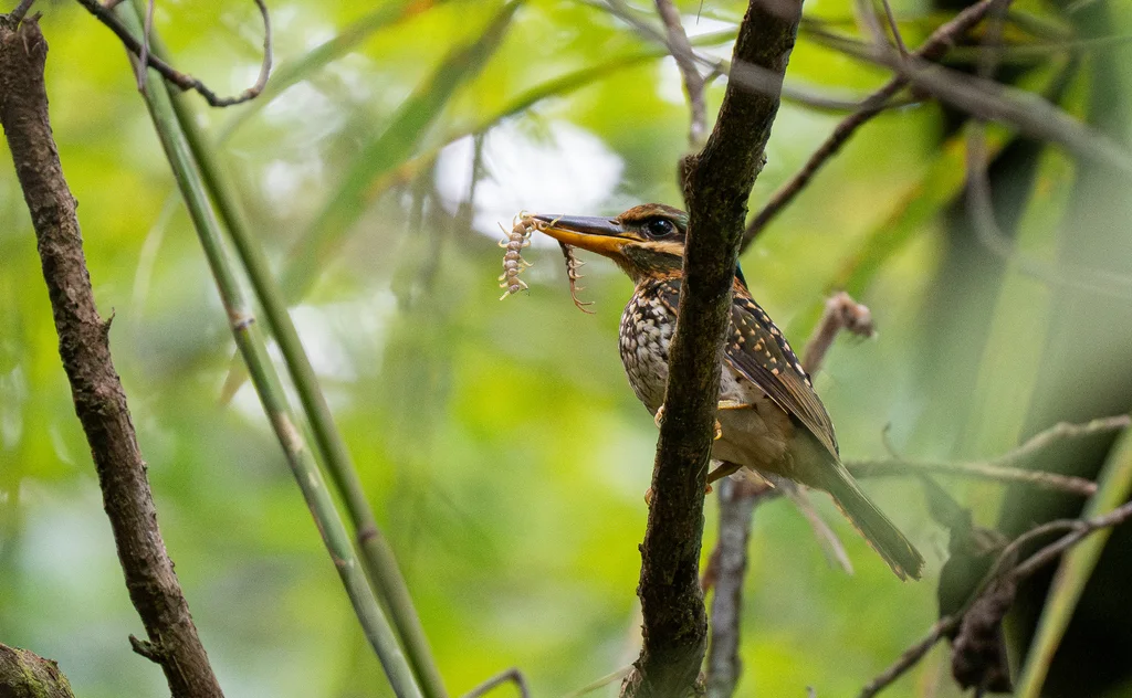 斑林翡翠(Actenoides lindsayi)