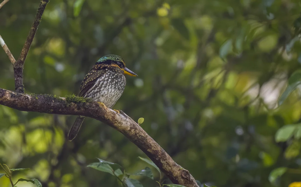 斑林翡翠(Actenoides lindsayi)