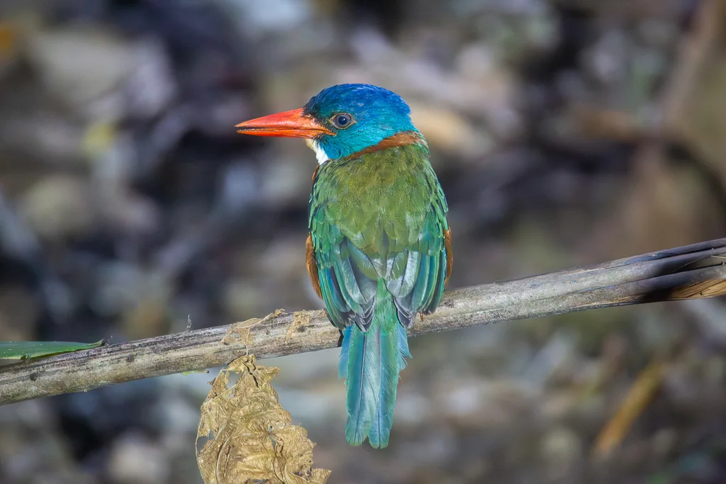 绿背翡翠(Actenoides monachus)