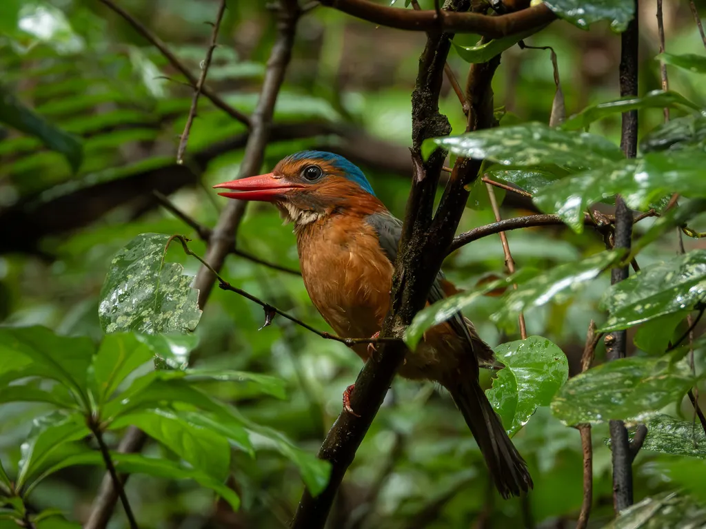 绿背翡翠(Actenoides monachus)