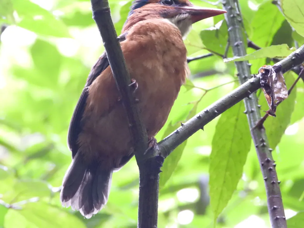 绿背翡翠(Actenoides monachus)