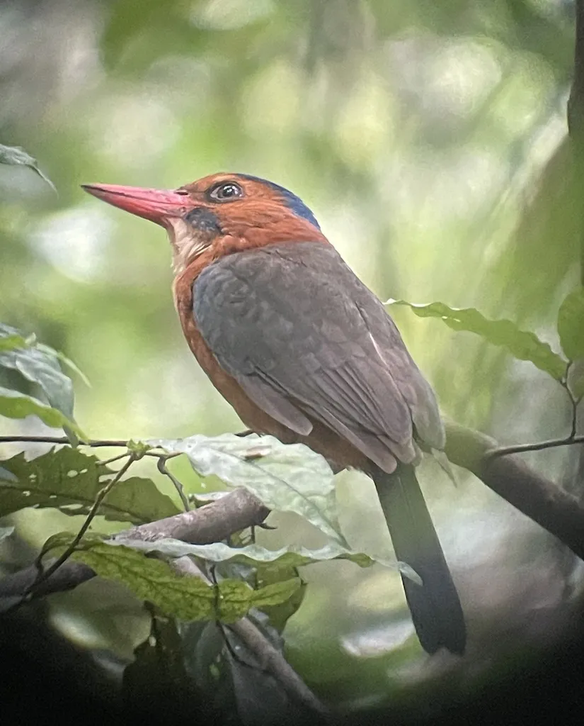 绿背翡翠(Actenoides monachus)