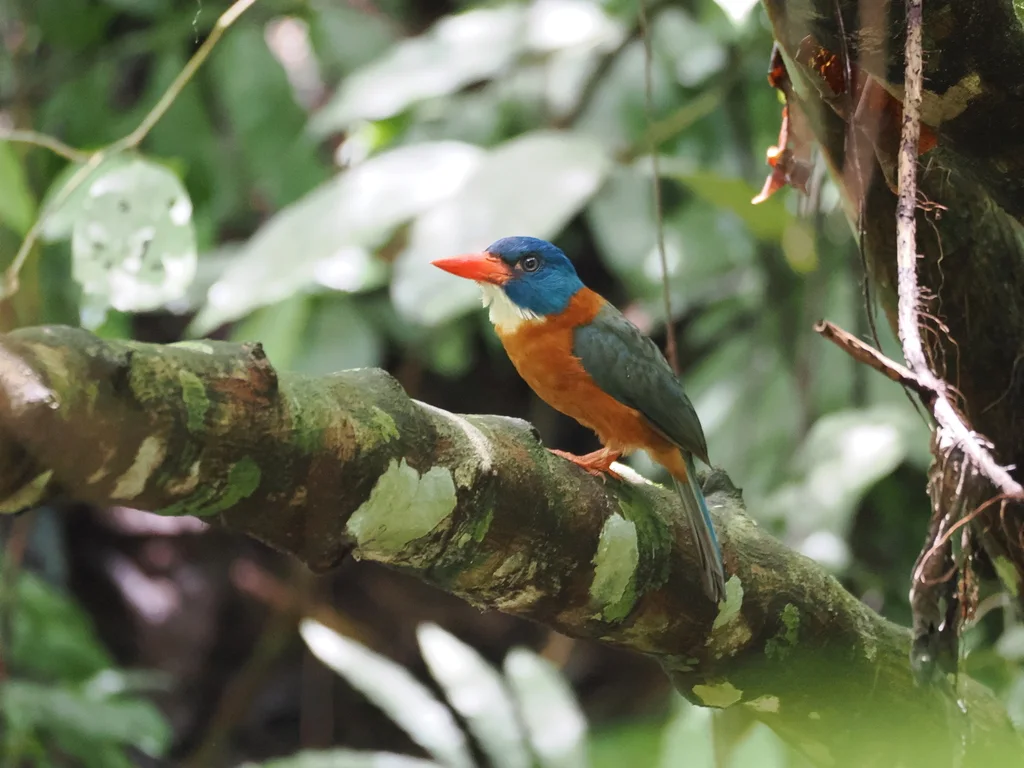 绿背翡翠(Actenoides monachus)