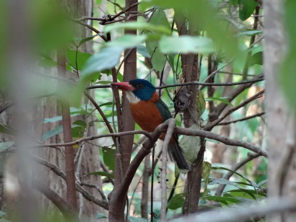 绿背翡翠(Actenoides monachus)