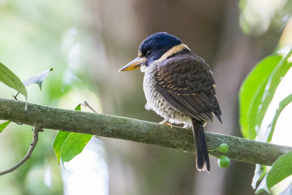 斑头翡翠(Actenoides princeps)