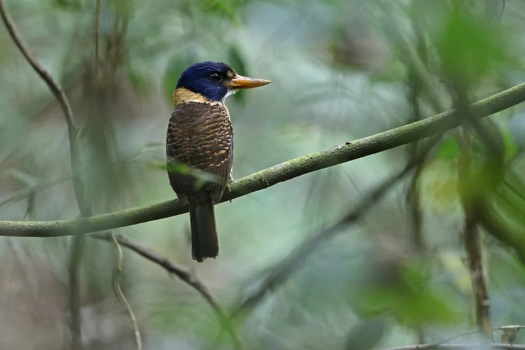 斑头翡翠(Actenoides princeps)
