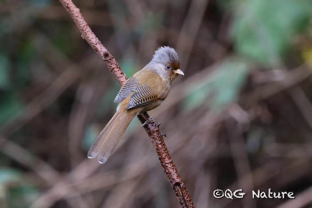 锈额斑翅鹛(Actinodura egertoni)