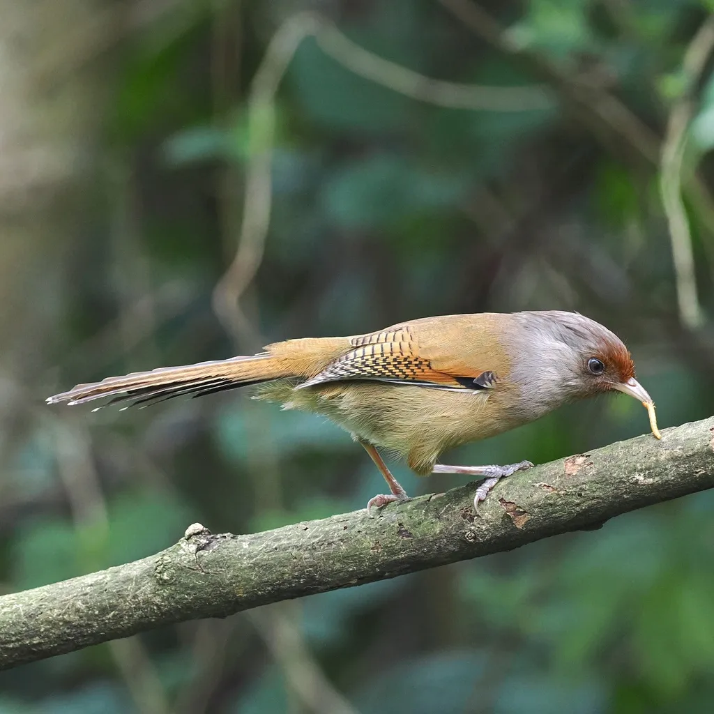 锈额斑翅鹛(Actinodura egertoni)