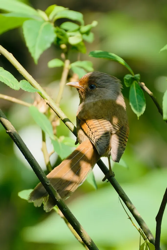 锈额斑翅鹛(Actinodura egertoni)