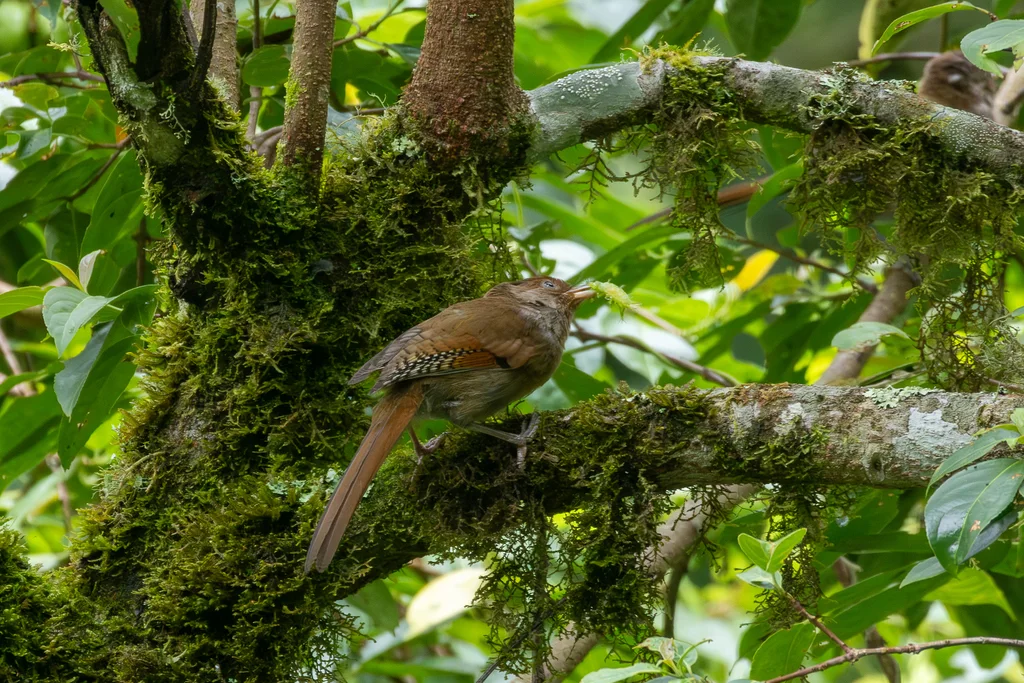 锈额斑翅鹛(Actinodura egertoni)