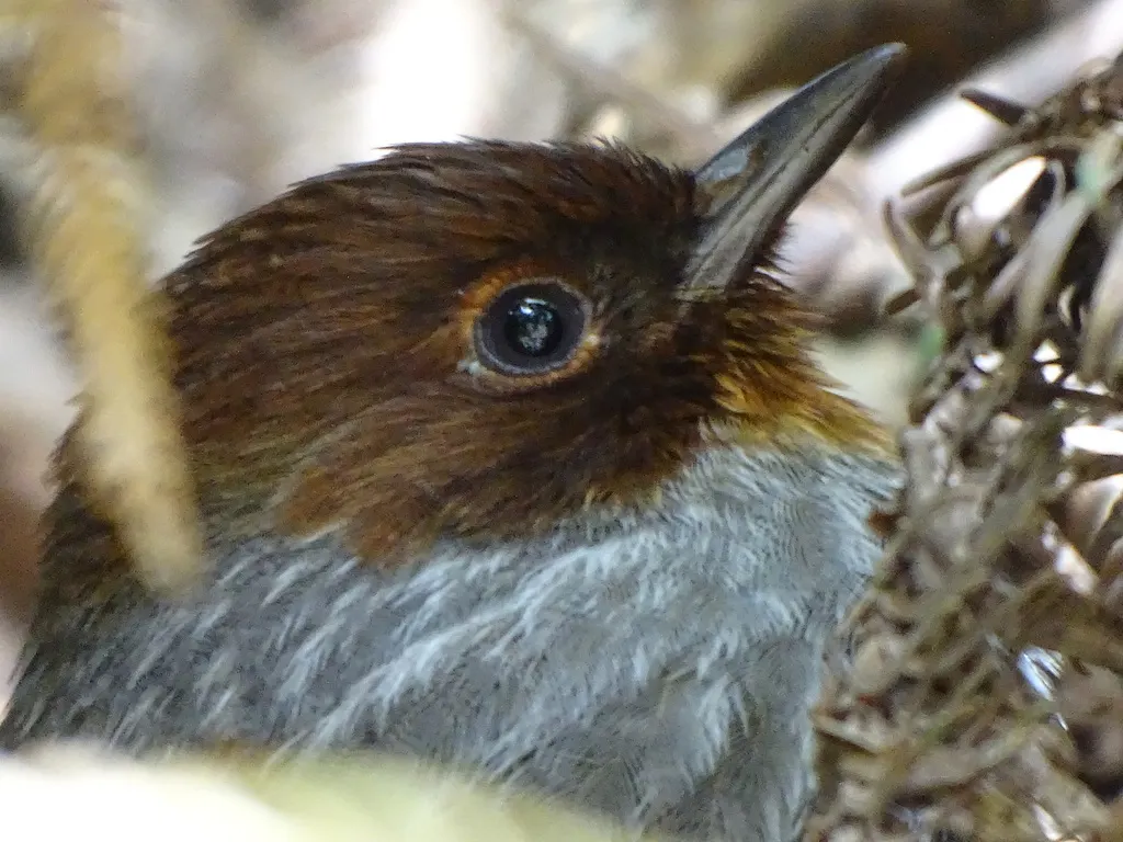 台湾斑翅鹛(Actinodura morrisoniana)