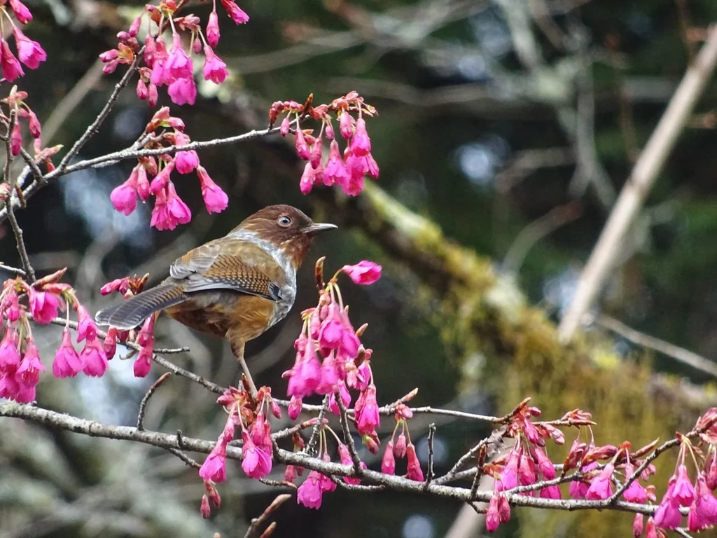台湾斑翅鹛(Actinodura morrisoniana)