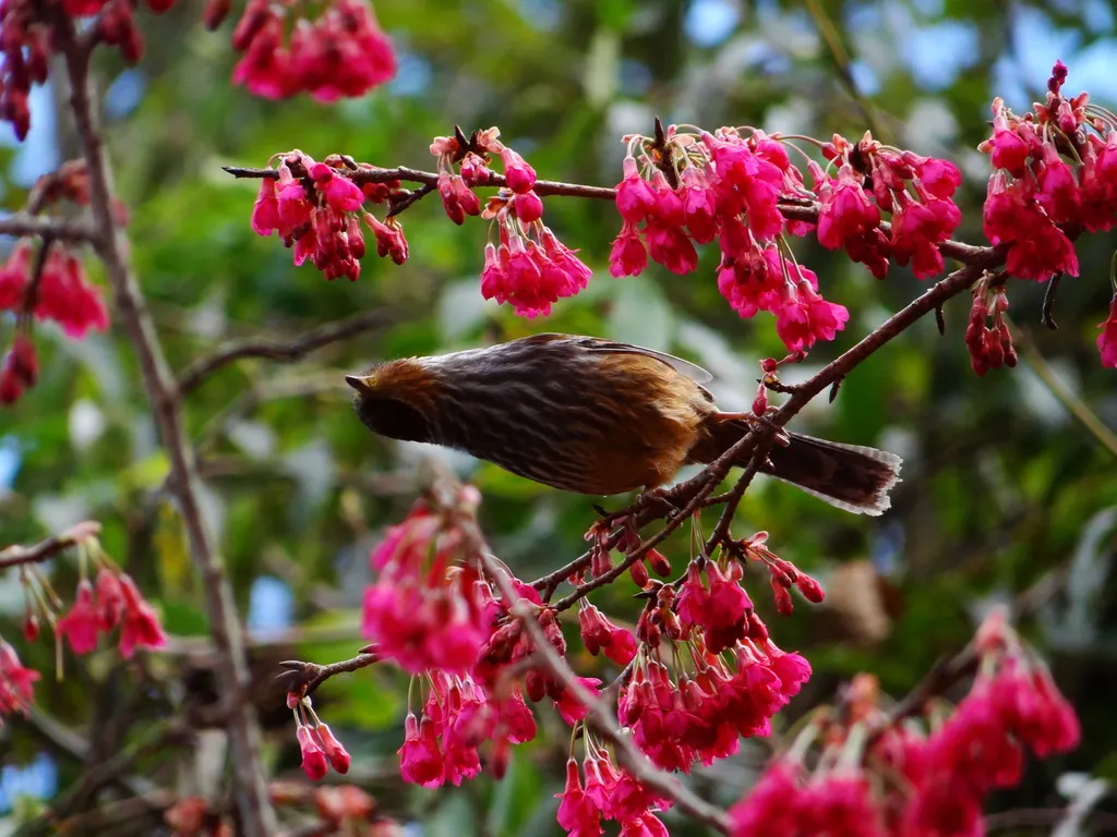 台湾斑翅鹛(Actinodura morrisoniana)