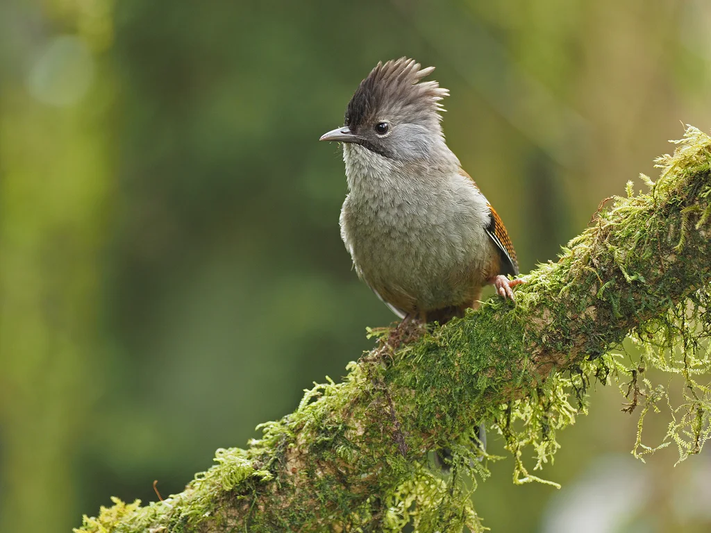 纹头斑翅鹛(Actinodura nipalensis)