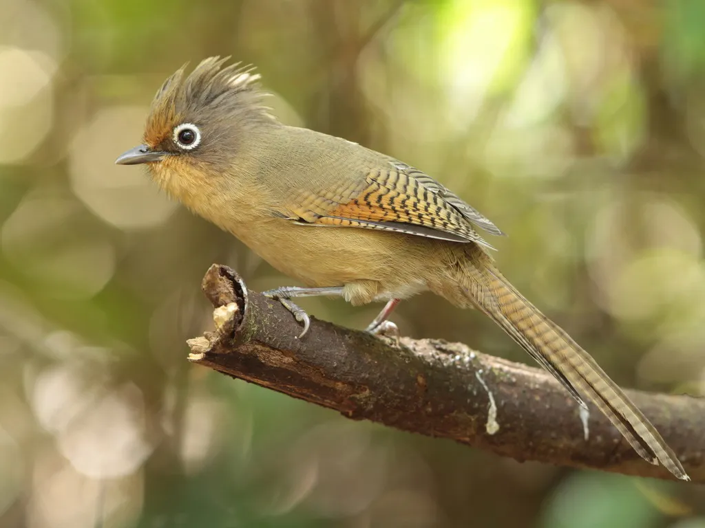 白眶斑翅鹛(Actinodura ramsayi)