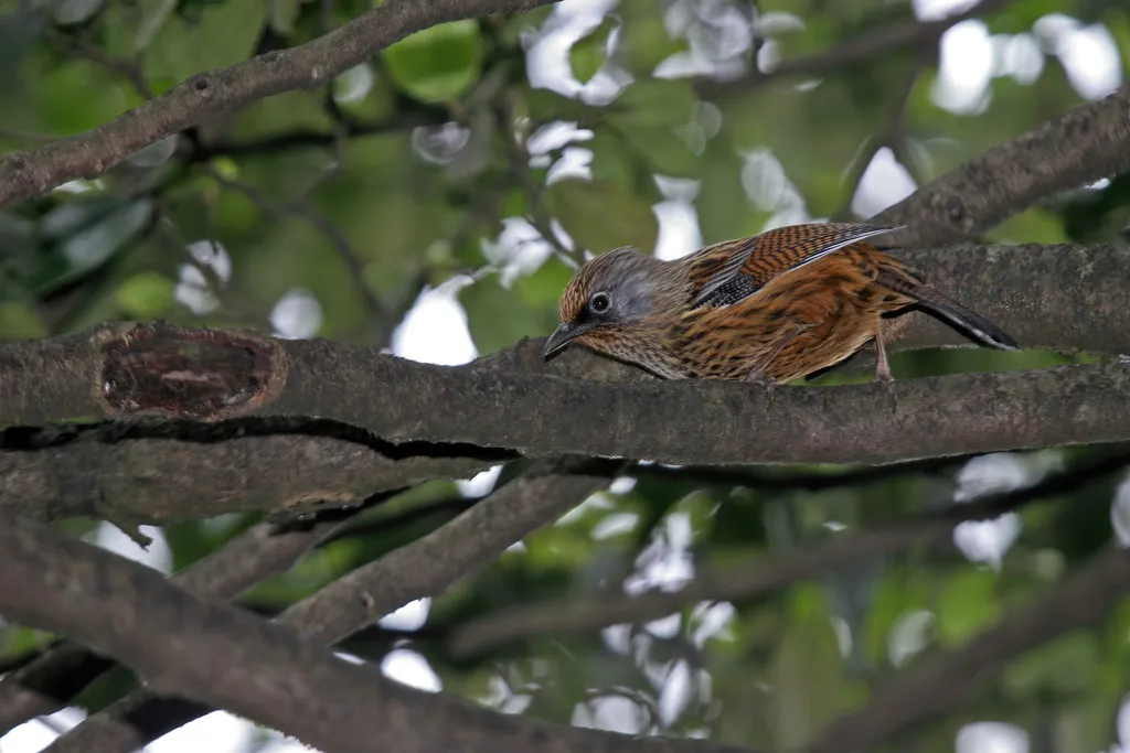 灰头斑翅鹛（Actinodura souliei）