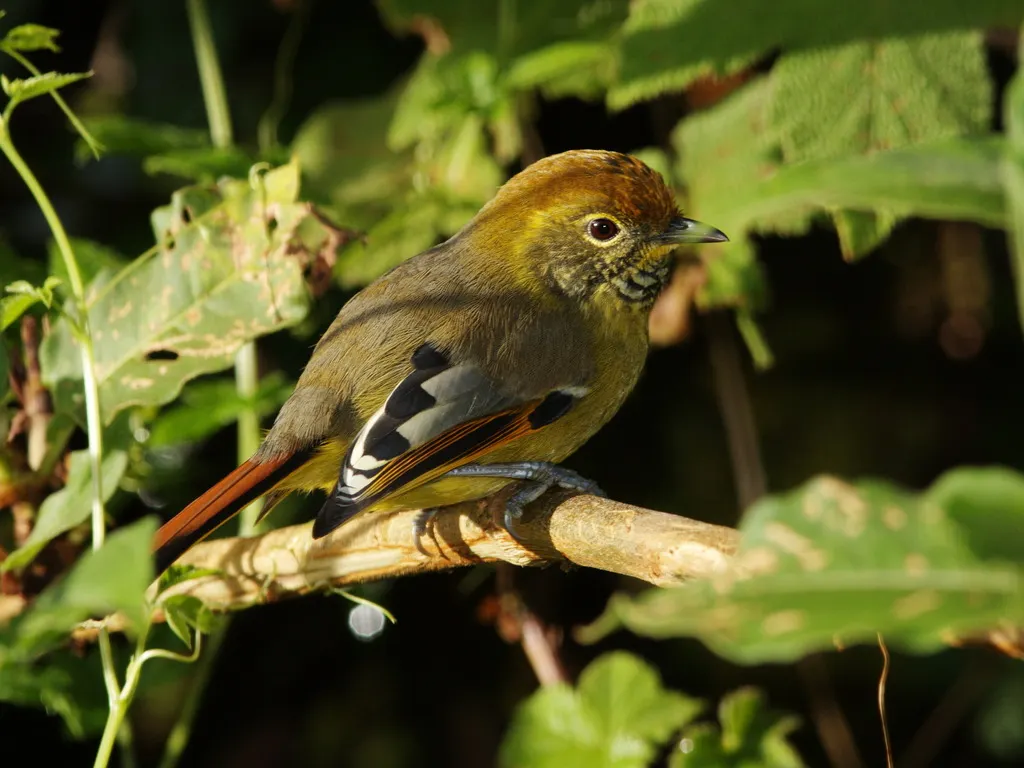 斑喉希鹛(Actinodura strigula)