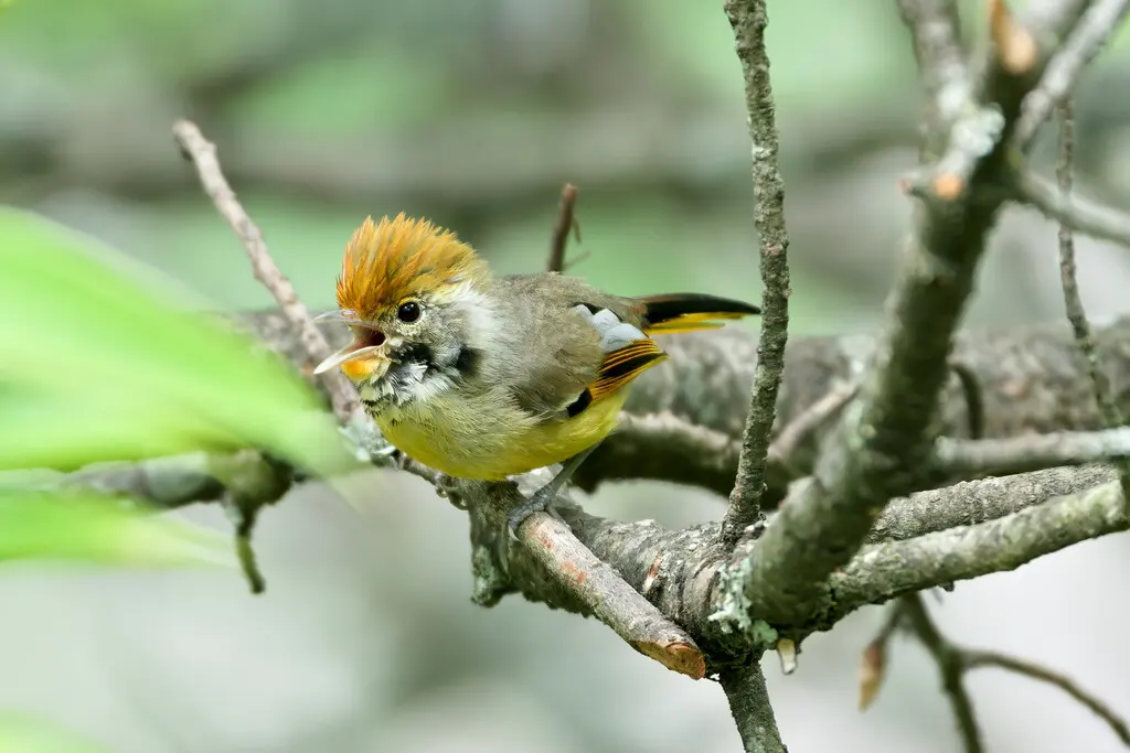 斑喉希鹛(Actinodura strigula)