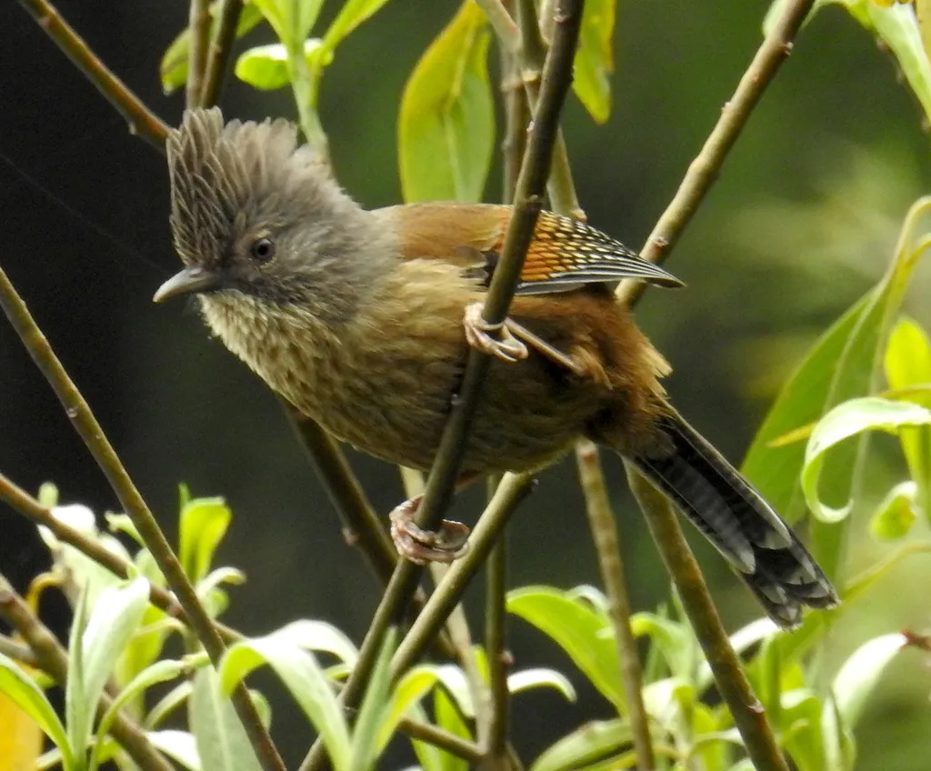 纹胸斑翅鹛(Actinodura waldeni)