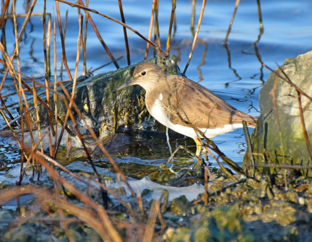 矶鹬(Actitis hypoleucos)