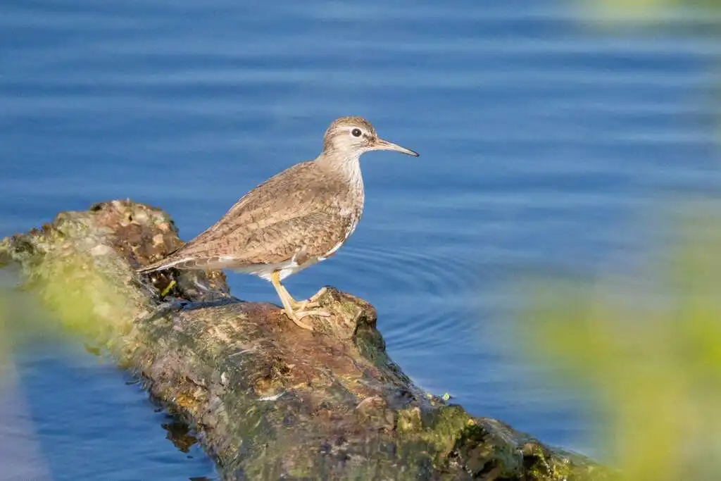 矶鹬(Actitis hypoleucos)