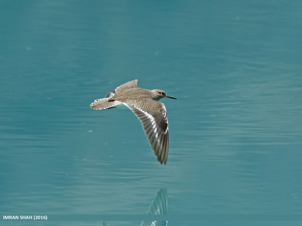 矶鹬(Actitis hypoleucos)