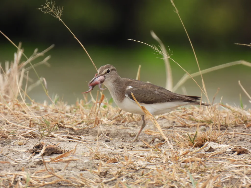 矶鹬(Actitis hypoleucos)