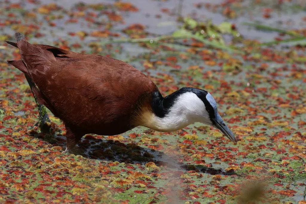非洲雉鸻(Actophilornis africanus)