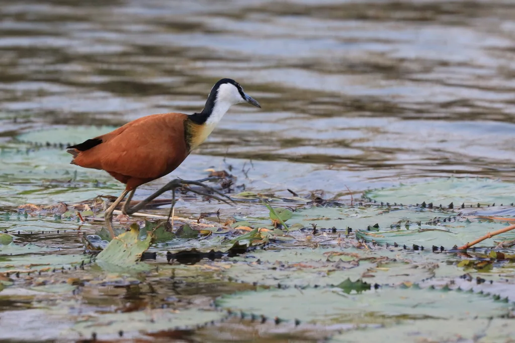 非洲雉鸻(Actophilornis africanus)
