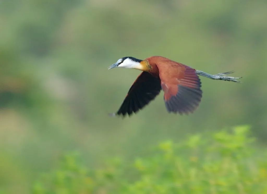 非洲雉鸻(Actophilornis africanus)