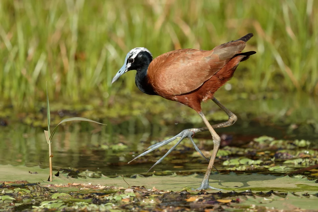 马岛雉鸻（Actophilornis albinucha）