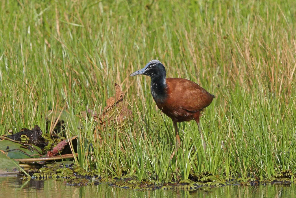马岛雉鸻（Actophilornis albinucha）