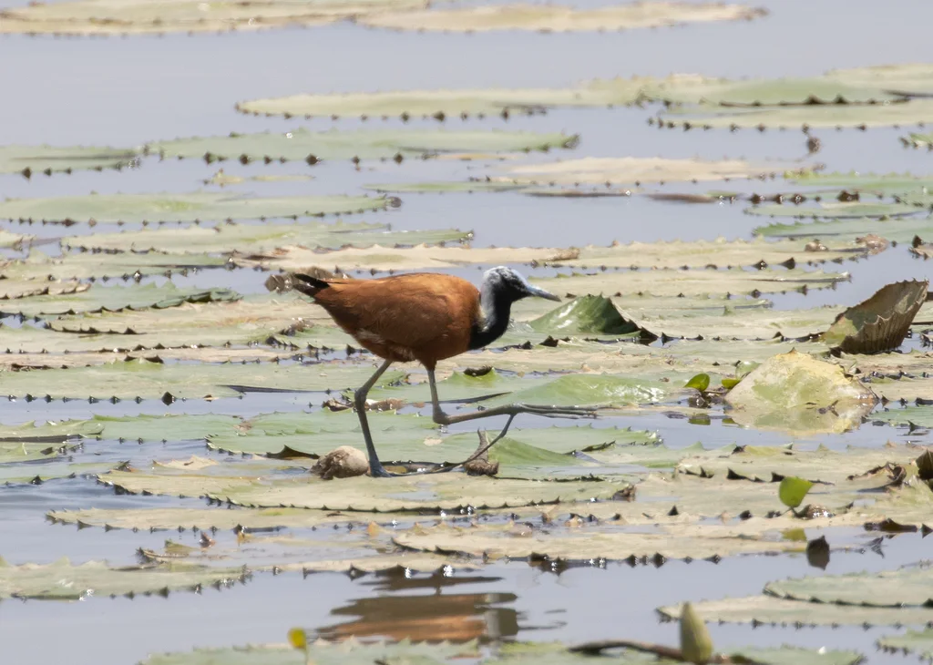 马岛雉鸻（Actophilornis albinucha）