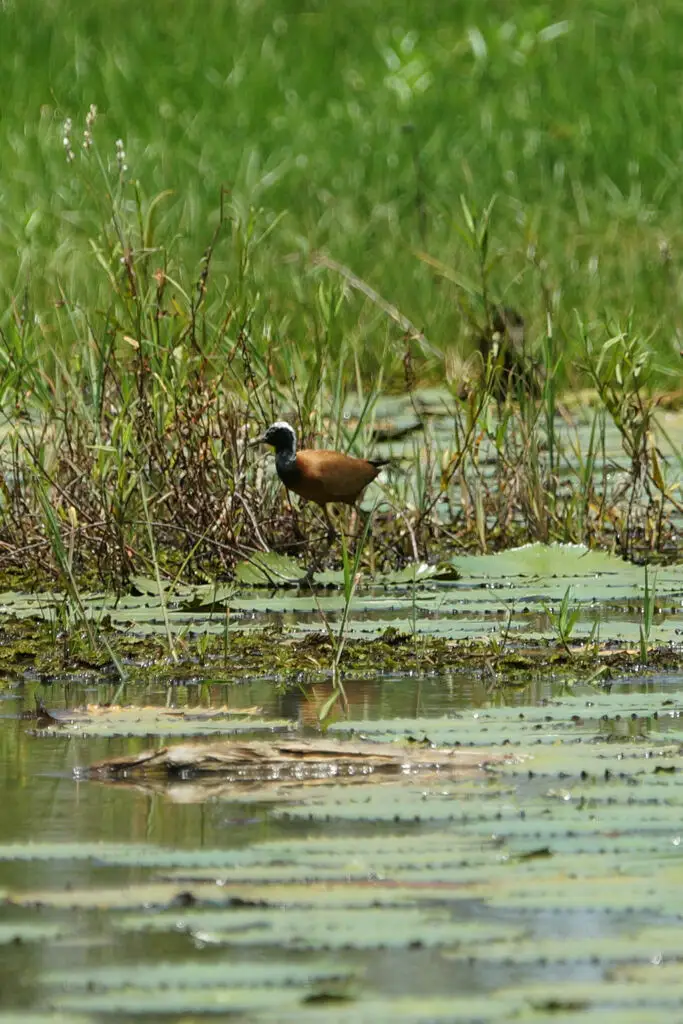 马岛雉鸻（Actophilornis albinucha）