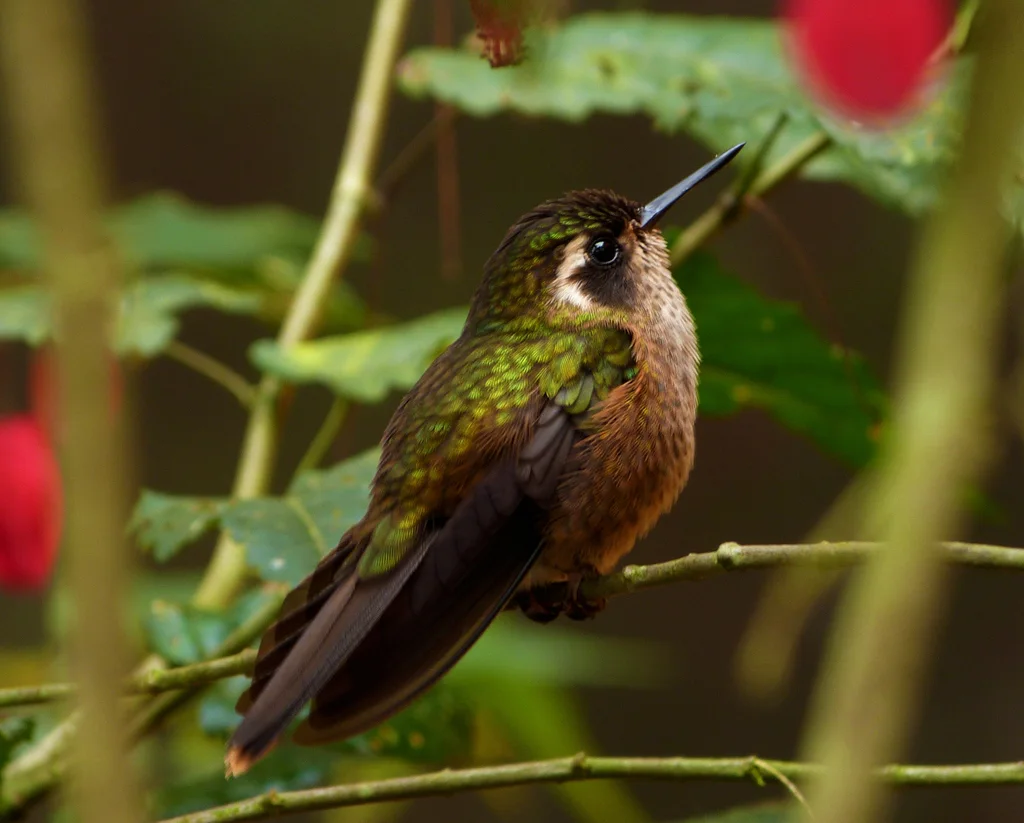鳞斑蜂鸟（Adelomyia melanogenys）