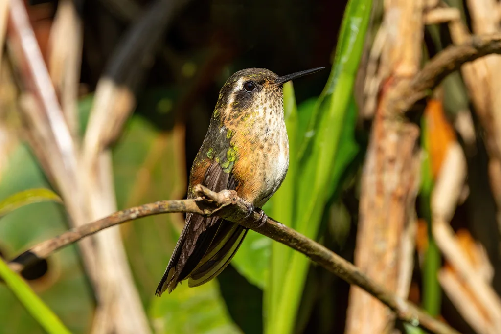 鳞斑蜂鸟（Adelomyia melanogenys）