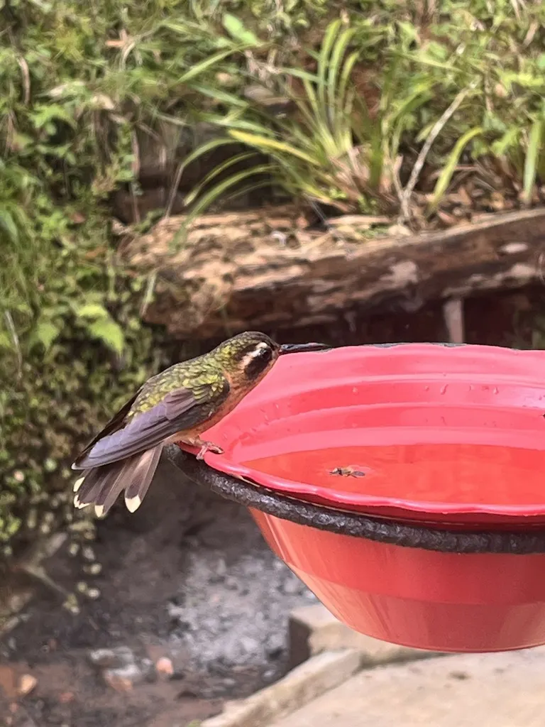 鳞斑蜂鸟（Adelomyia melanogenys）