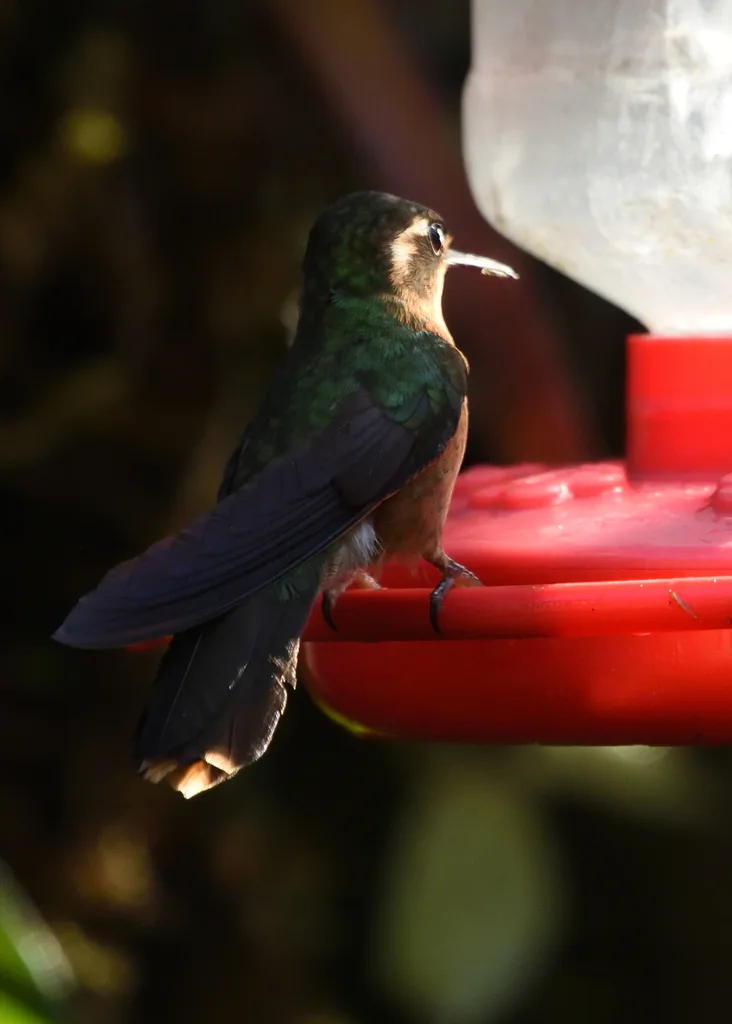 鳞斑蜂鸟（Adelomyia melanogenys）