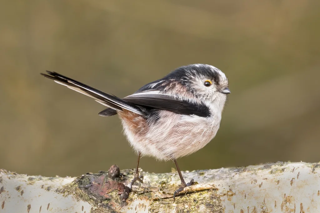 北长尾山雀(Aegithalos caudatus)