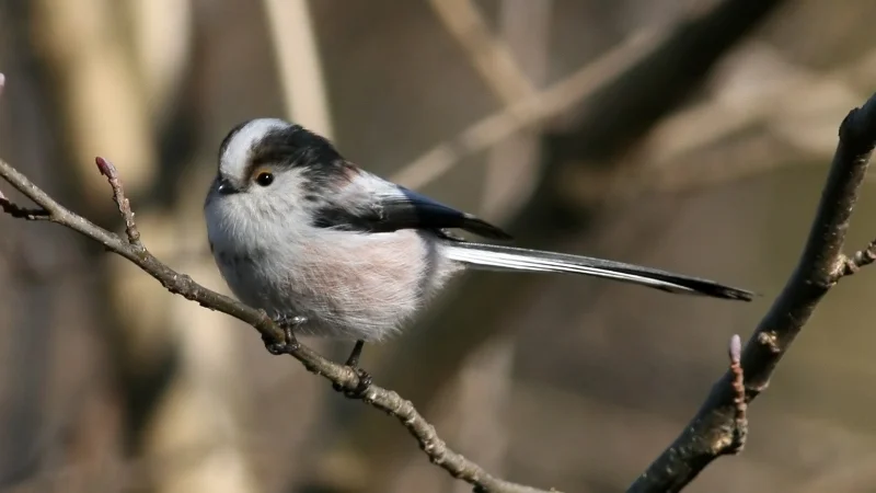 北长尾山雀(Aegithalos caudatus)