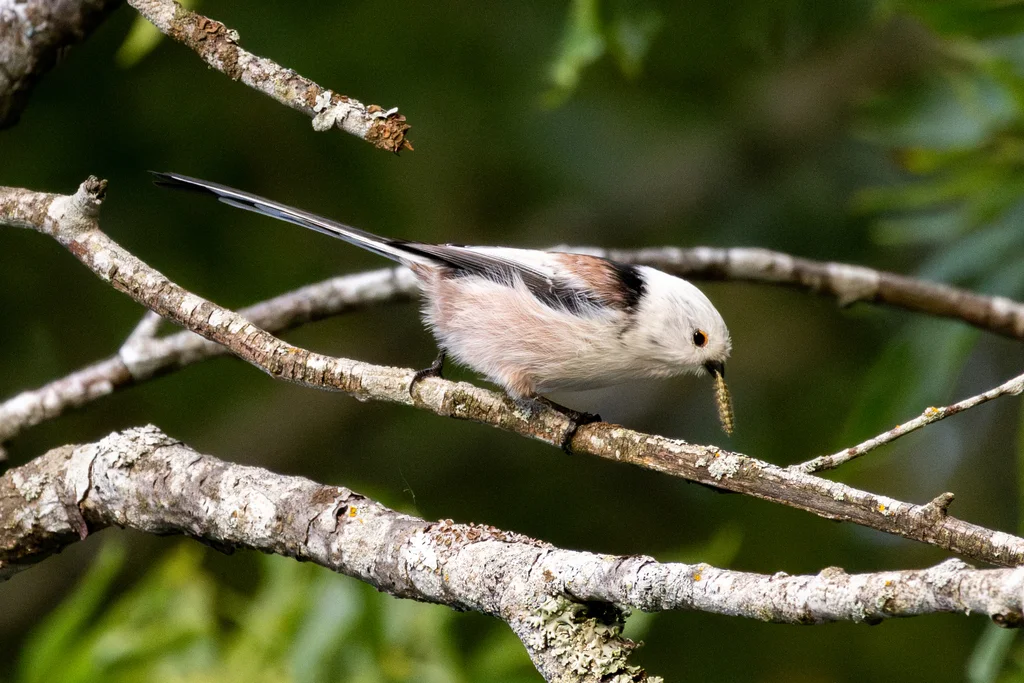 北长尾山雀(Aegithalos caudatus)